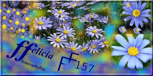 felicia heterophyllia blomst